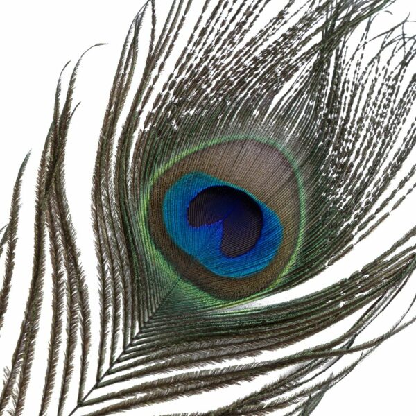 Лоскітка LOCKINK SEVANDA Natural Peacock Flirting Feather Tickler, перо павича - Зображення 6